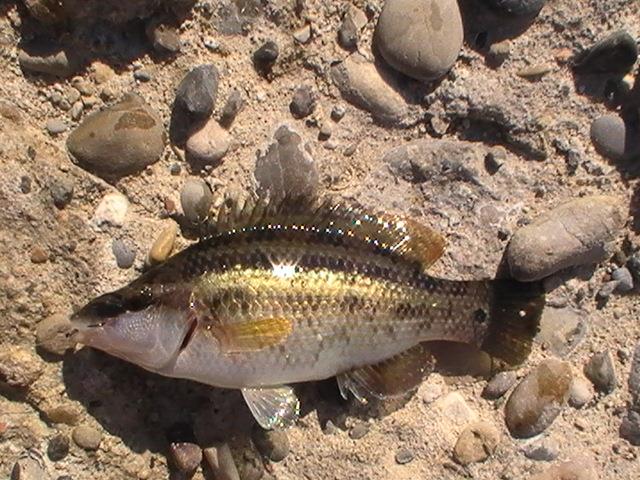 pestisoriii de aur - pic5996.JPG